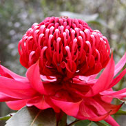 Fiori Australiani e Ciondoli